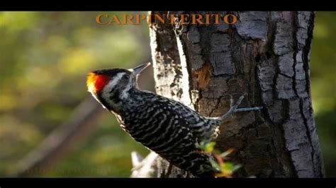 AVES DE CHILE   CANTOS  1/2    YouTube