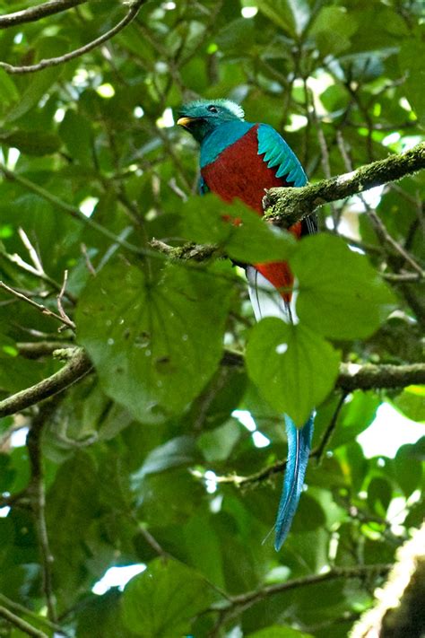 Aves de Costa Rica   Wikipedia, la enciclopedia libre