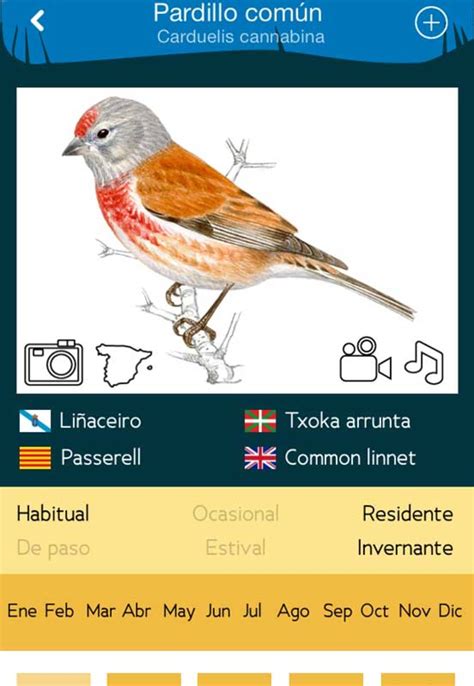 Aves de España para Android   Descargar