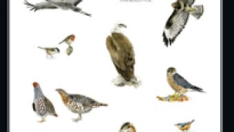 Aves de la España Atlántica | Biblioasturias