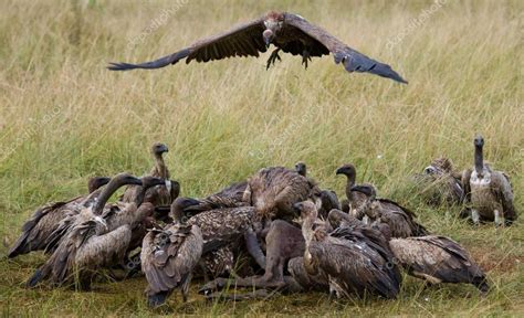 Aves de rapina comendo a presa — Stock Photo ...