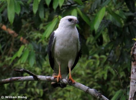 Aves de rapina da Mata Atlântica | Aves de Rapina Brasil