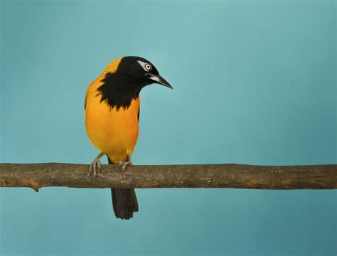 Aves de Venezuela   Wikipedia, la enciclopedia libre