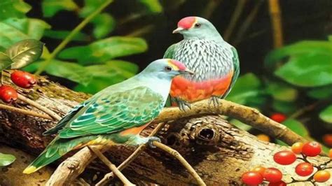 Aves del Paraiso y Pajaros Exoticos de la Naturaleza   YouTube