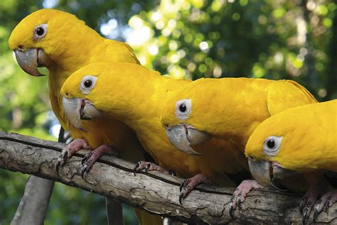 Aves do Brasil  Animais que colorem o nosso céu ...