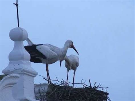 Aves en Mérida  España : la cigüeña blanca   YouTube