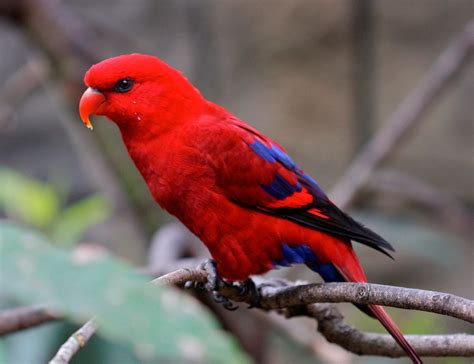 Aves en peligro de extincion en Mexico.: Aves en peligro ...
