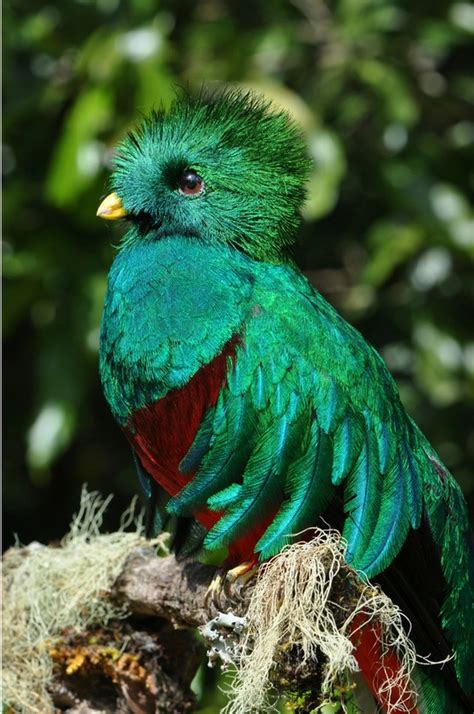 aves exoticas   Buscar con Google | Aves | Pinterest