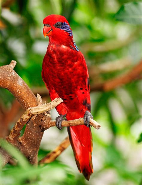 Aves Exoticas De Mexico Related Keywords & Suggestions ...