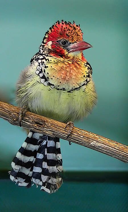 Aves exóticas del mundo   Imágenes   Taringa!