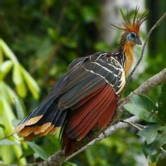 Aves exóticas domésticas | Aves exóticas | Pinterest