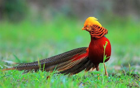 Aves exóticas, Éstas son las 10 mejores aves más exóticas ...