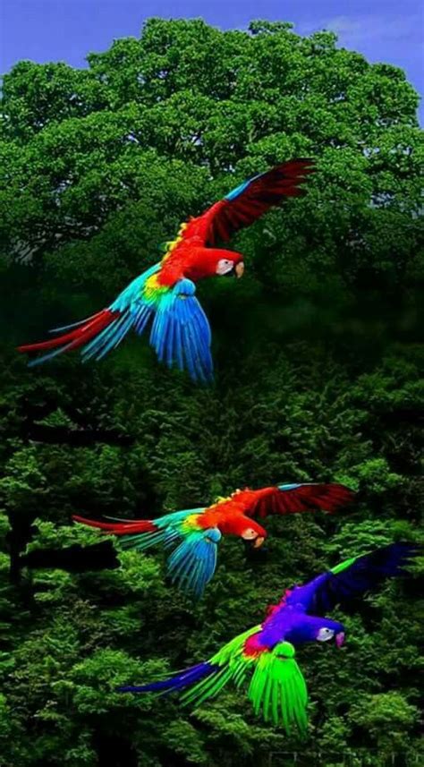 Aves exóticas | increible | Pinterest | Aves, Aves ...
