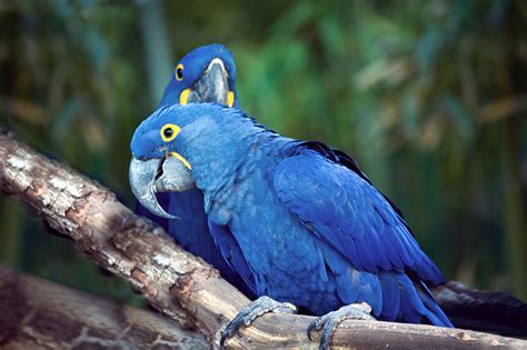 Aves exóticas | Pajarería Amazonas