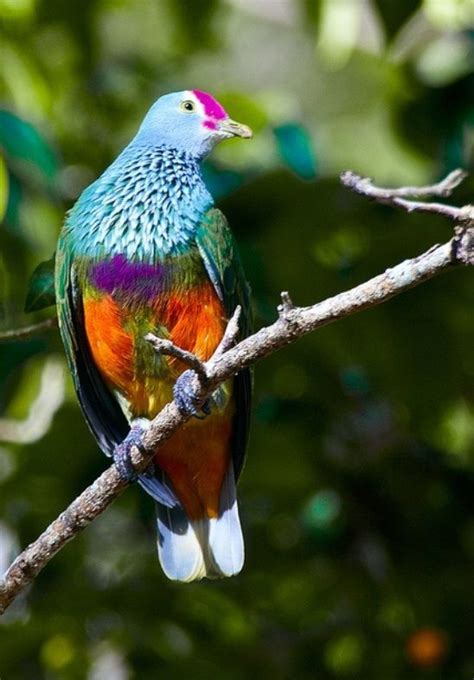 Aves hermosas mundo | Pajaros | Pinterest | Aves, Aves ...