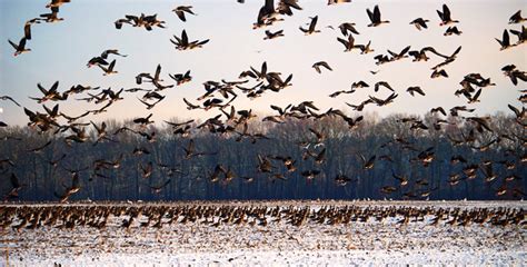 Aves migratorias   Actualidad Medio Ambiente