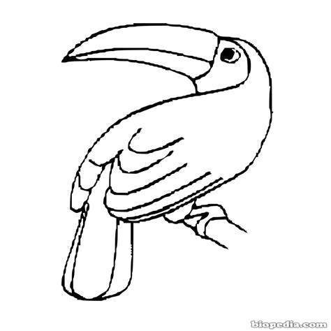 Aves Para Colorear Biopedia – Dibujosparacolorear