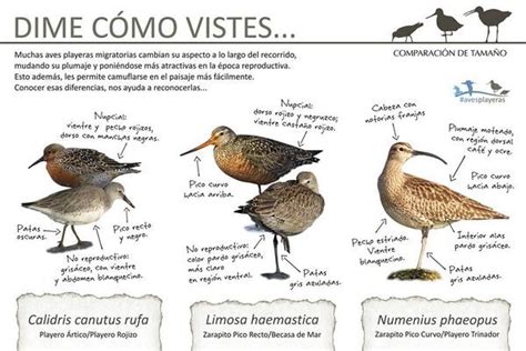 Aves Playeras on Twitter:  INFOGRAFIA / Identifica los ...