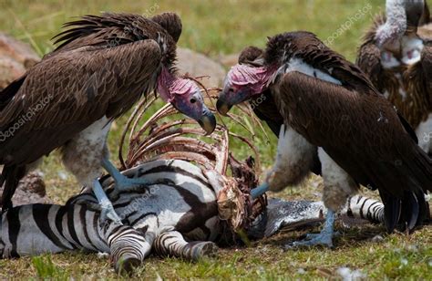 Aves rapaces comen la presa — Fotos de Stock ...