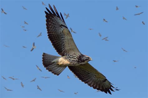 Aves rapaces migratorias sobrevolarán cielo panameño | Critica