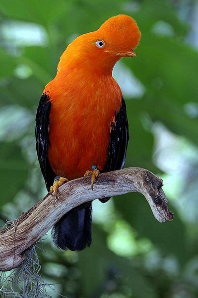 Aves • Cotingidae • Rupicola | EnciclopediA Animal 2
