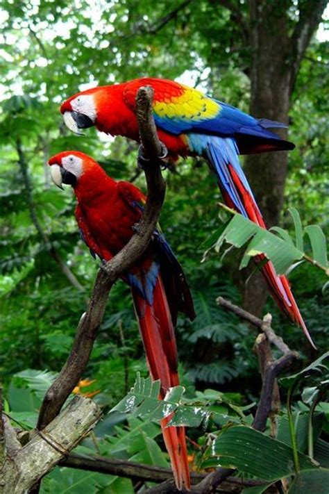 Aves tropicales