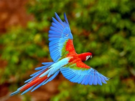 Aves tropicales