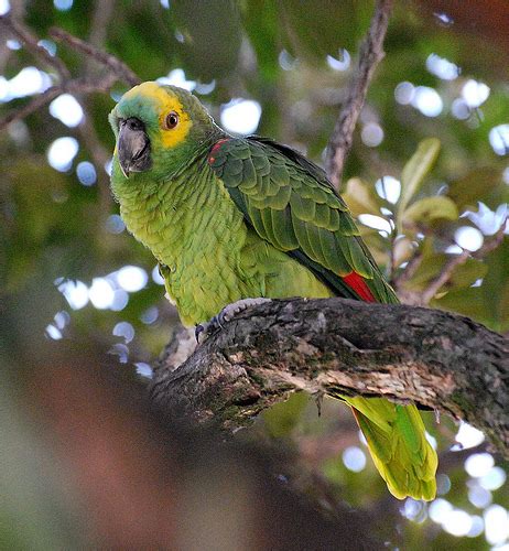 Aves Urbanas Brasileiras | Animais   Cultura Mix