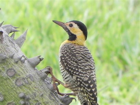 Aves Urbanas Brasileiras | Animais   Cultura Mix