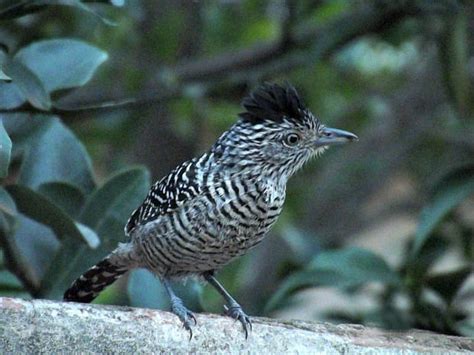 Aves Urbanas Brasileiras | Animais   Cultura Mix