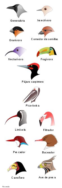 Aves   Wikipedia, la enciclopedia libre