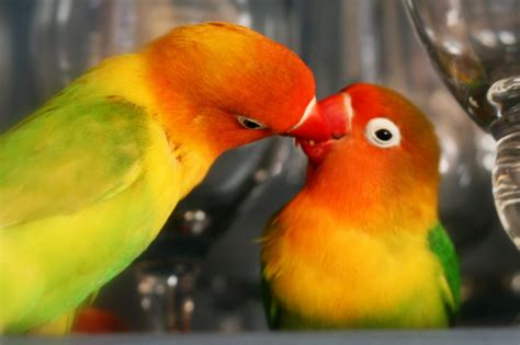 Aves y pájaros :: Toda la información sobre los pájaros y ...