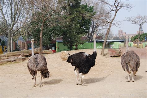 Avestruces, Zoo de Barcelona | fotos de Animales