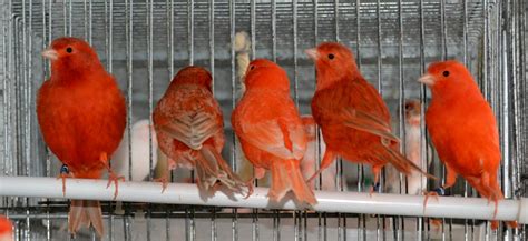 AVIARIO TECNOBIRDS: La Pigmentación en canarios de Factor Rojo
