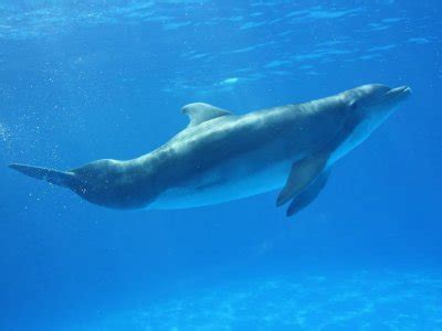 Avistamiento de Cetáceos en Tenerife   Página 2