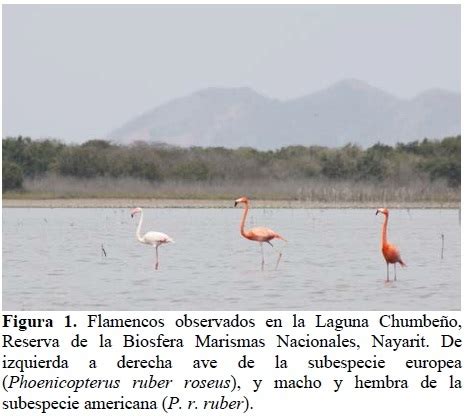 Avistamientos de flamencos  Phoenicopterus ruber  en la ...