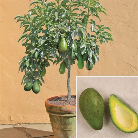 Avocado Trees & Plants for sale at Logee s: Avocado ‘Day ...