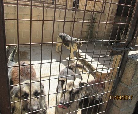 Ayuntamiento de Sanse rescata 57 animales de una perrera ...