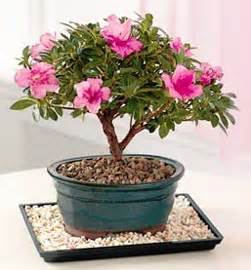 azalea bonsai   Forum για τα Bonsai