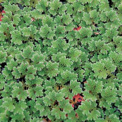 Azolla for Sale | Floating Water Plants | The Pond Guy