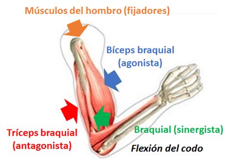 B.log.ia 2.0: Sistema muscular II: el músculo como órgano