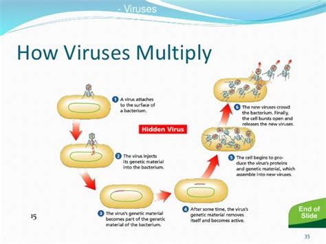 B.sc. micro  i em unit 3.5 viruses