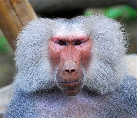 Baboon monkey face | Flickr   Photo Sharing!