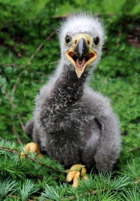 Baby Eagle by Carsten Rehder. | Fauna... | Pinterest ...