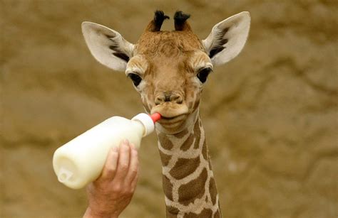 Baby giraffe wallpapers | Baby Animals