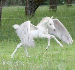 Baby Pegasus #horses | Animals | Pinterest | Pegasus ...