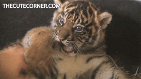 Baby tiger [so cute]