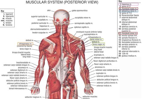 Back Muscle Anatomy Diagram Lower Back Muscle Chart Low ...