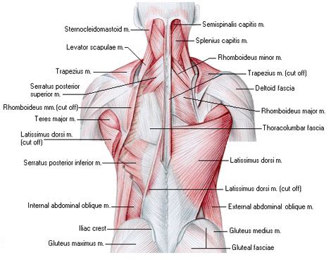 Back Muscles Anatomy | New Calendar Template Site