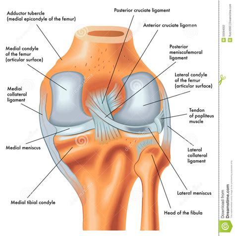 Back Of Knee Anatomy   Human Anatomy Diagram